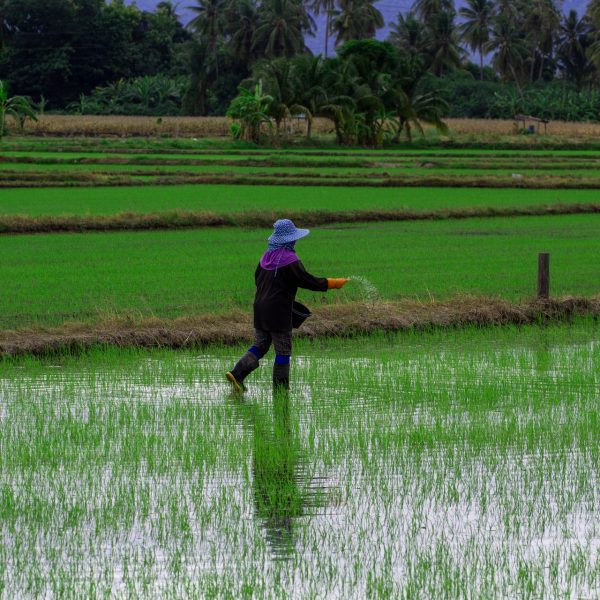 Thai,Farmers,Sow,Fertilizers,,Nutrients,,Growth