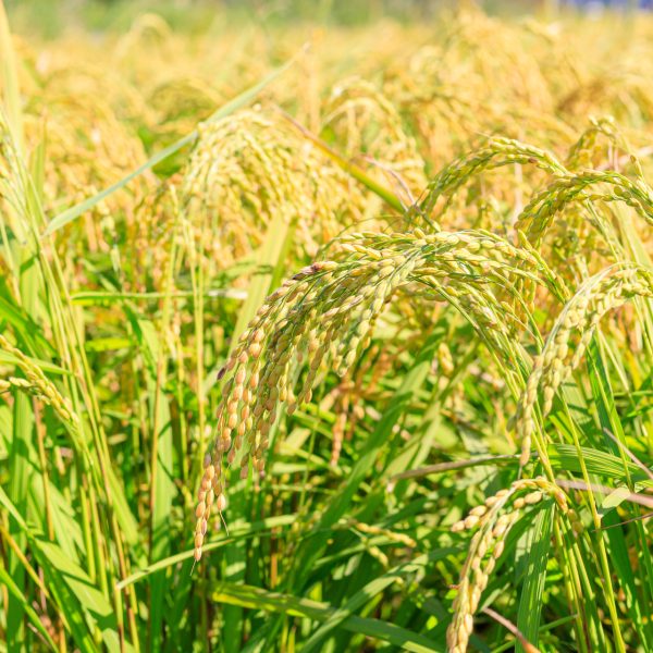 Korean,Traditional,Rice,Farming.,Rice,Farming,Landscape,In,Autumn.,Rice