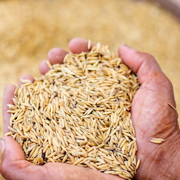 Close,Up,Of,Jasmine,Rice,Seed,In,Farmer,Hand,On