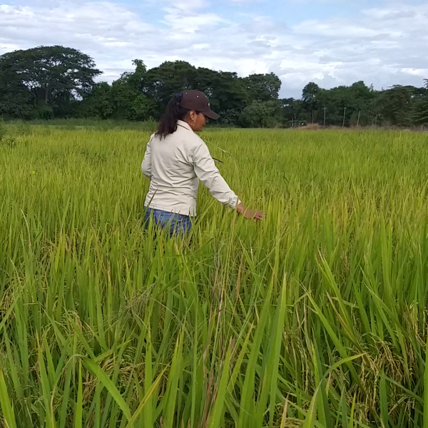 Junto al Agricultor 3