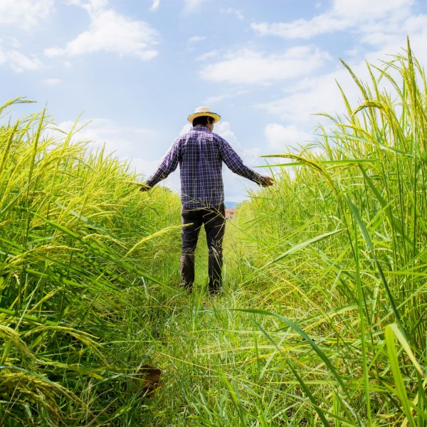 Farmer in rice field with sunlight at the blue sky.