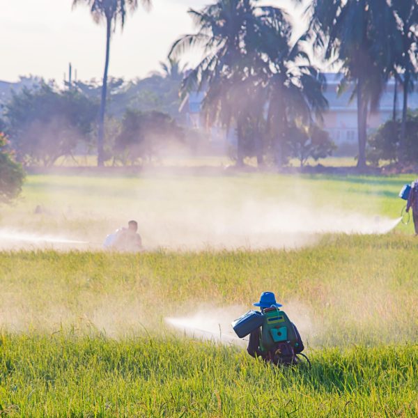 Farmers are spraying crops in a green field.